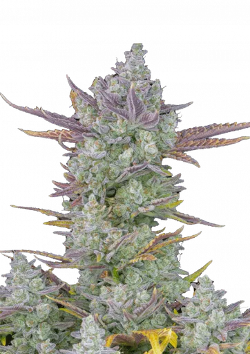 Beginner Picks seed pack