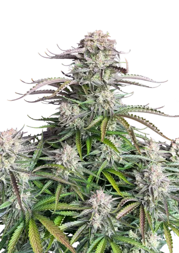 Blueberry Auto seed pack